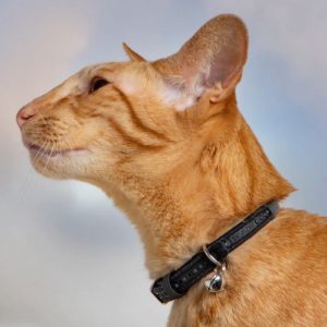 Magnetic Cat Collar
